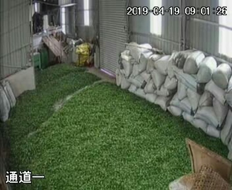 岩茶大红袍红茶正山小种