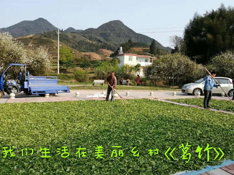 岩茶大红袍红茶正山小种