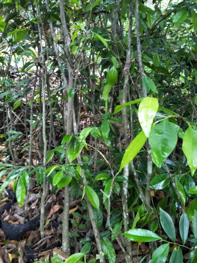 沉香苗(大小规格)产地代购，15x18杯苗
