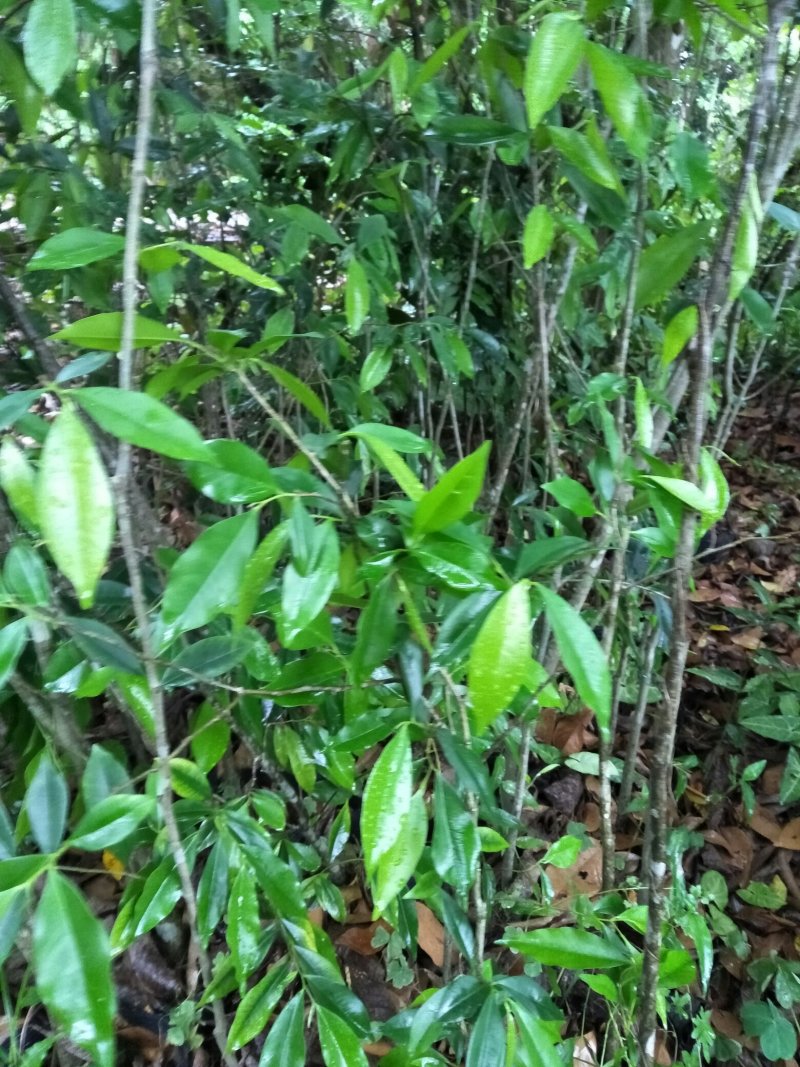 沉香苗(大小规格)产地代购，15x18杯苗