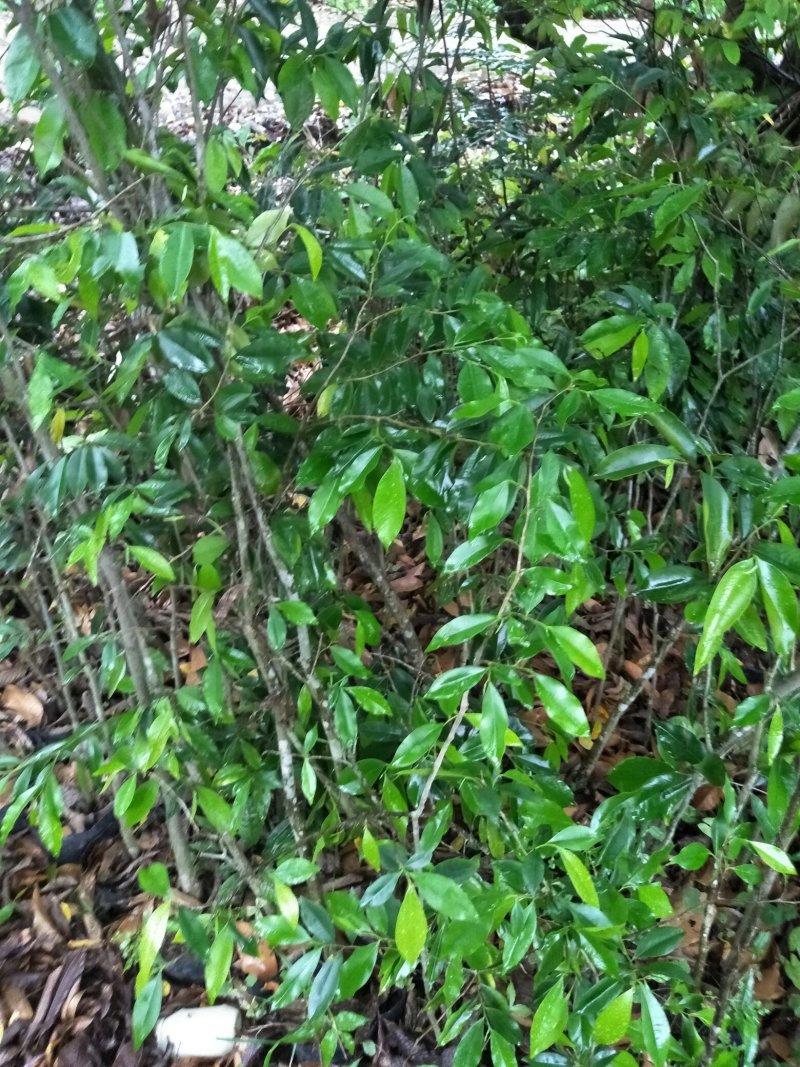 沉香苗(大小规格)产地代购，15x18杯苗