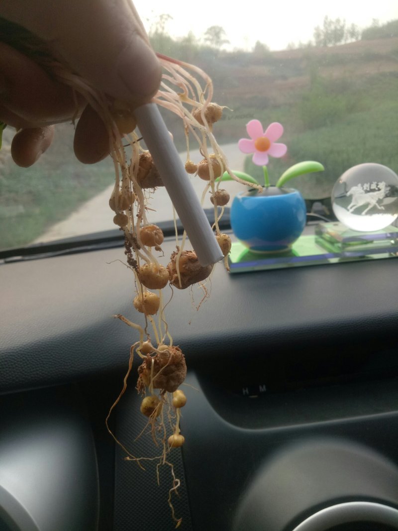 元胡鲜统货