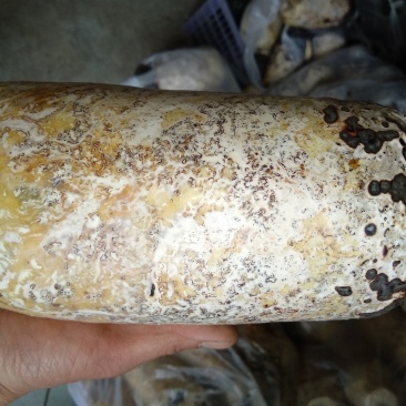 伴栽天麻密环菌，锯末粮食培养基，自家做了自己勻用的