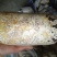 伴栽天麻密环菌，锯末粮食培养基，自家做了自己勻用的