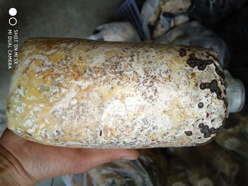 伴栽天麻密环菌，锯末粮食培养基，自家做了自己勻用的