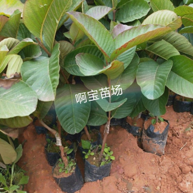 【1颗起批】正宗台湾四季红宝石芭乐苗嫁接苗红心无籽少籽当