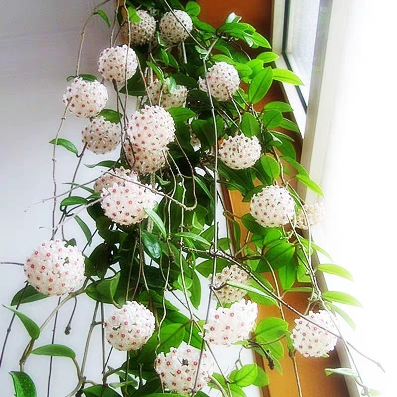 球兰盆栽花苗花园植物多年生木本花卉庭院爬藤花卉藤