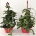球兰盆栽花苗花园植物多年生木本花卉庭院爬藤花卉藤