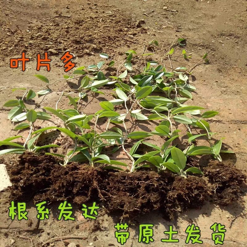 球兰盆栽花苗花园植物多年生木本花卉庭院爬藤花卉藤