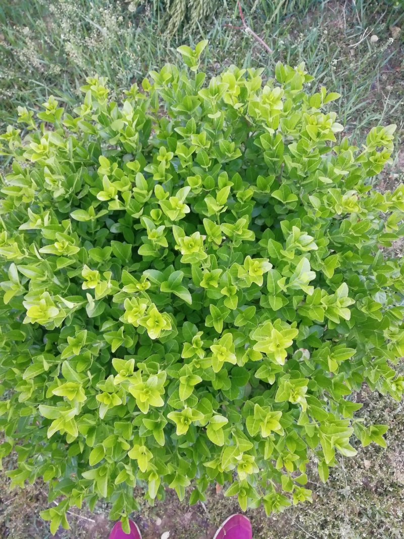 卫矛球，80-120公分，非诚勿扰