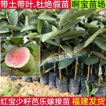 正宗台湾四季红宝石芭乐苗嫁接苗红心无籽少籽番石榴苗当