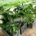 正宗台湾四季红宝石芭乐苗嫁接苗红心无籽少籽番石榴苗当