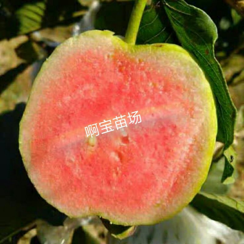 正宗台湾四季红宝石芭乐苗嫁接苗红心无籽少籽番石榴苗当