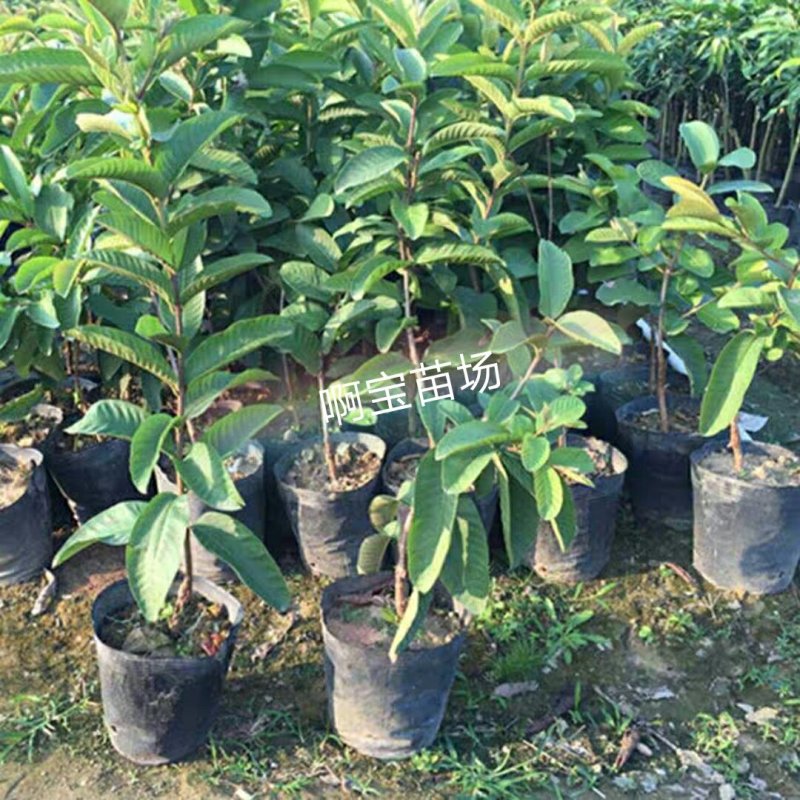 正宗台湾四季红宝石芭乐苗嫁接苗红心无籽少籽番石榴苗当