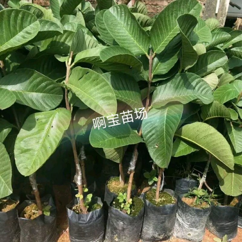 正宗台湾四季红宝石芭乐苗嫁接苗红心无籽少籽番石榴苗当