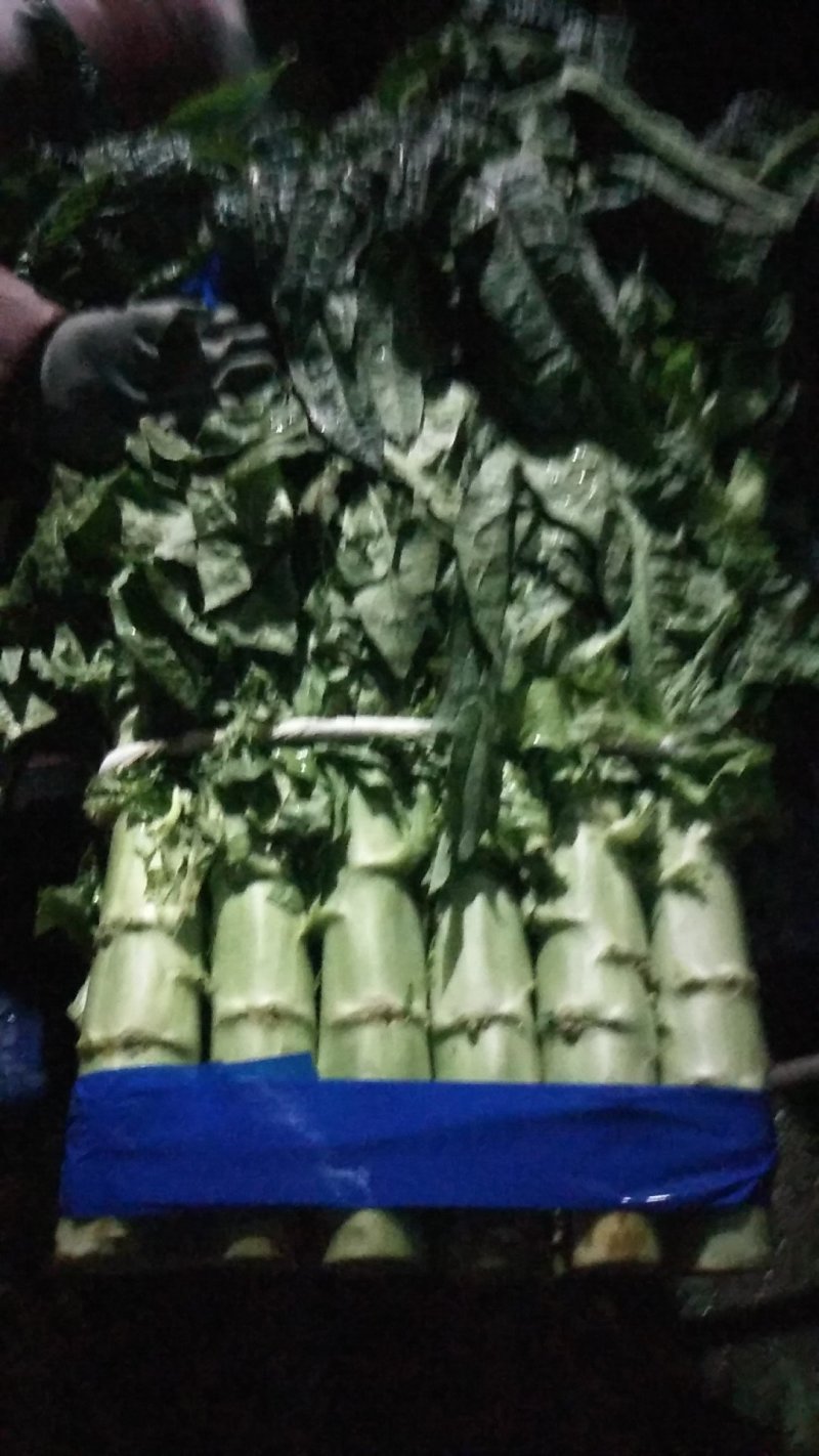 三青莴苣