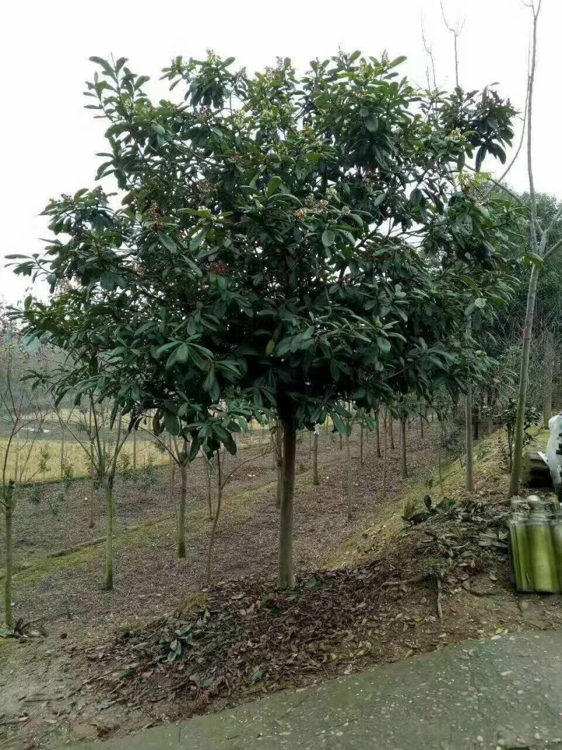 枇杷树