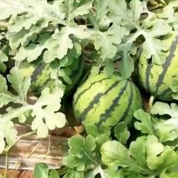 泗水西瓜大量上市