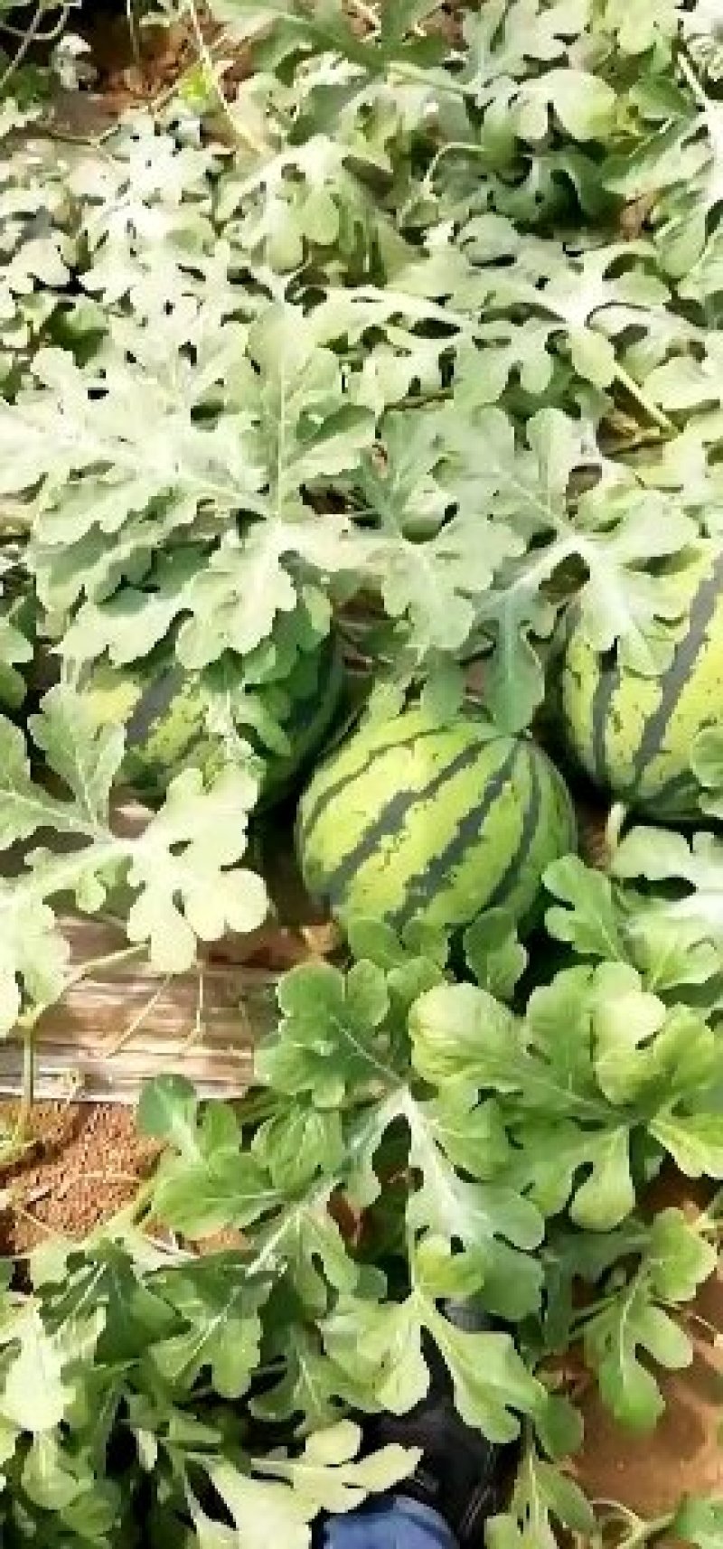 泗水西瓜大量上市