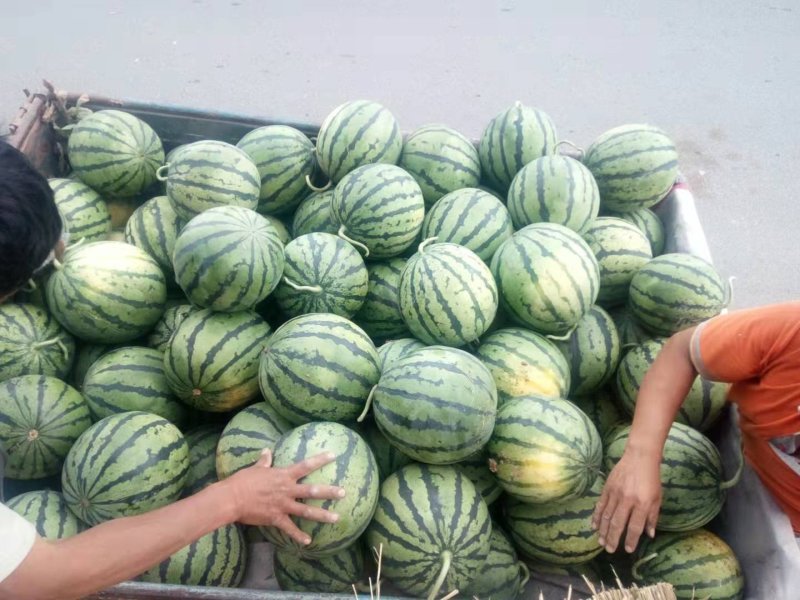 泗水西瓜大量上市