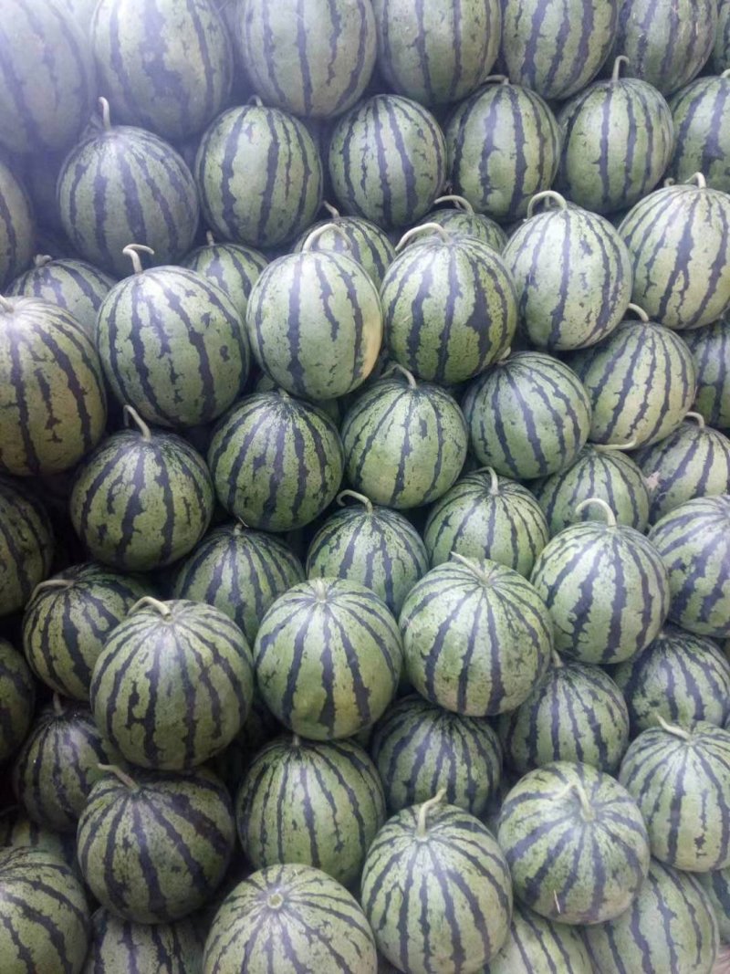 泗水西瓜大量上市