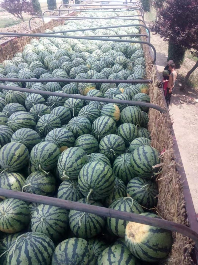 泗水西瓜大量上市