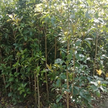 桂花小苗