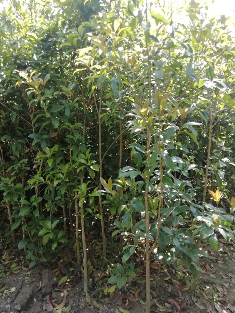 桂花小苗