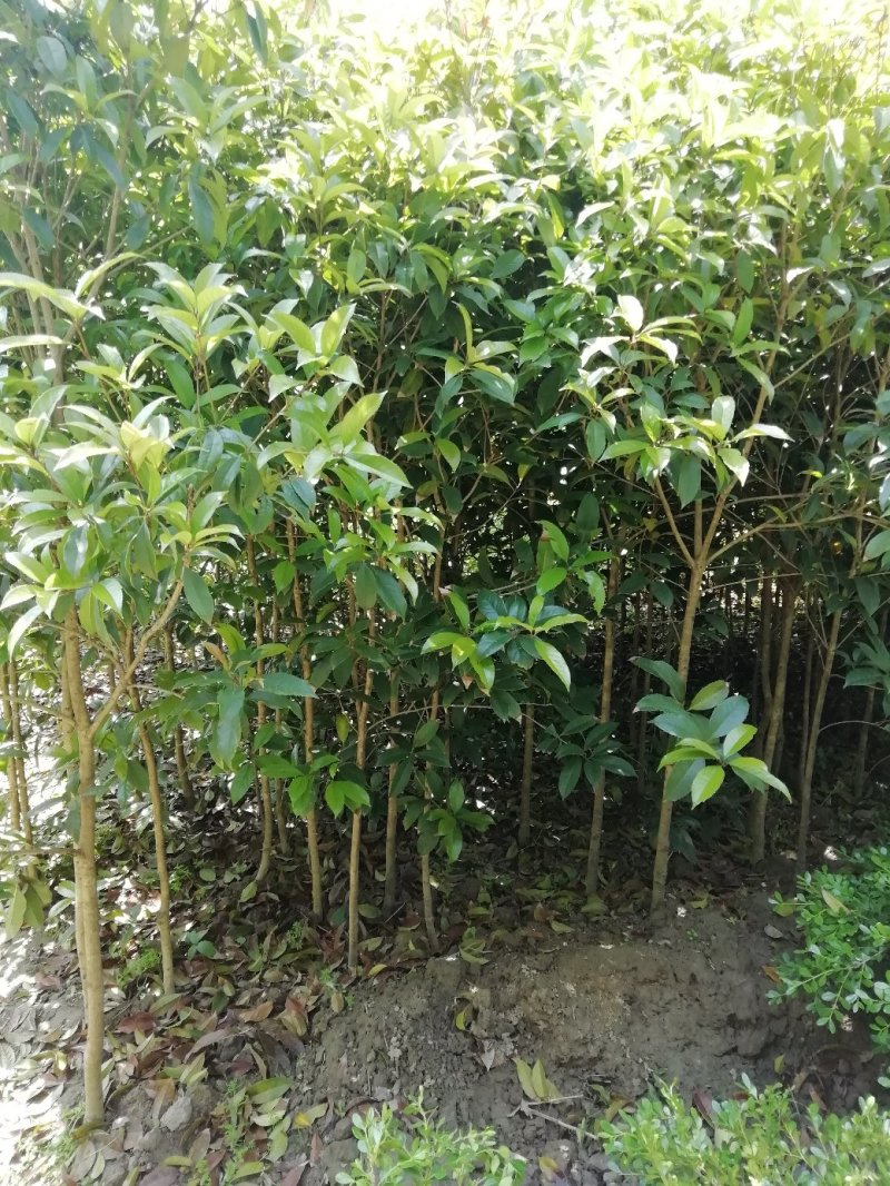 桂花小苗