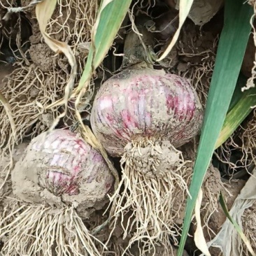 新鲜大蒜。5.5cm起步。上市了有需要的联系我