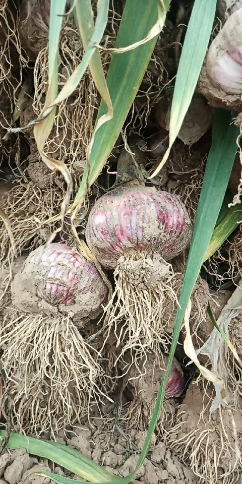 新鲜大蒜。5.5cm起步。上市了有需要的联系我