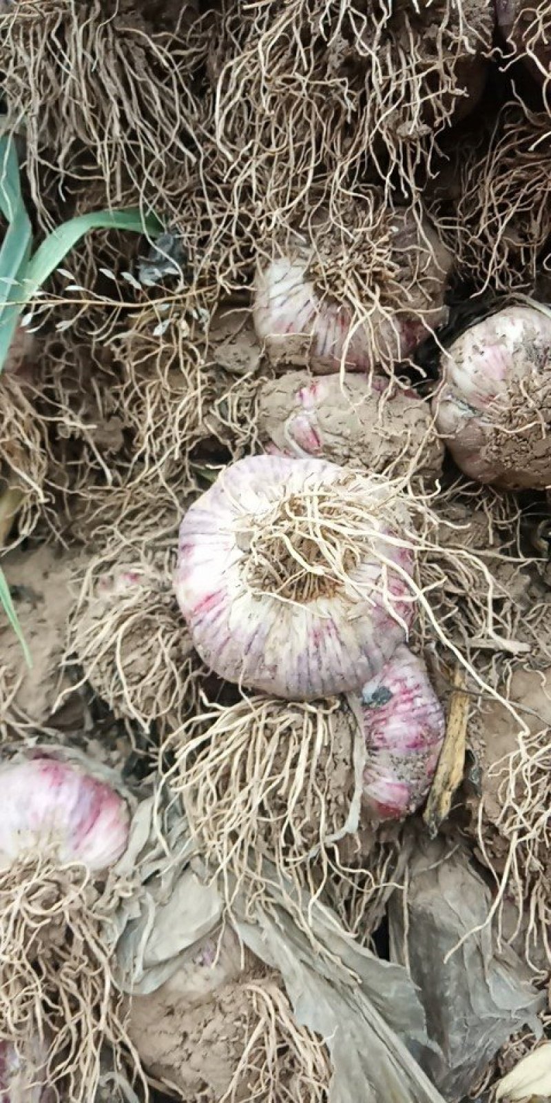 新鲜大蒜。5.5cm起步。上市了有需要的联系我