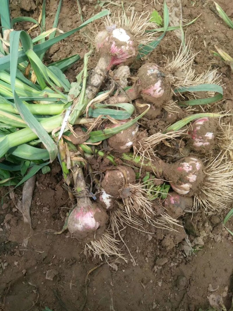 新鲜大蒜。5.5cm起步。上市了有需要的联系我