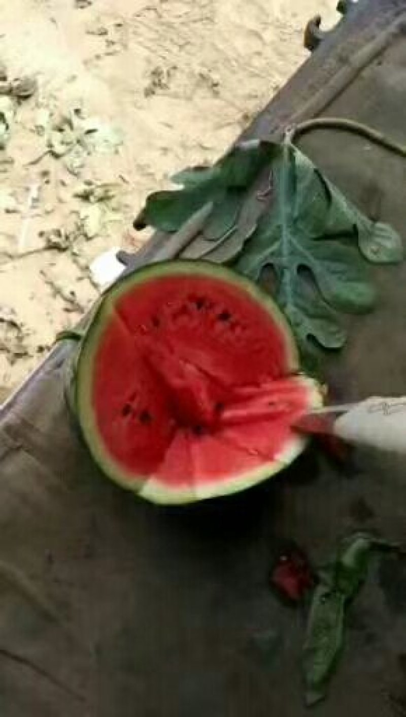 山东西瓜产地价格行情大棚西瓜皮毛好舒度好随到随