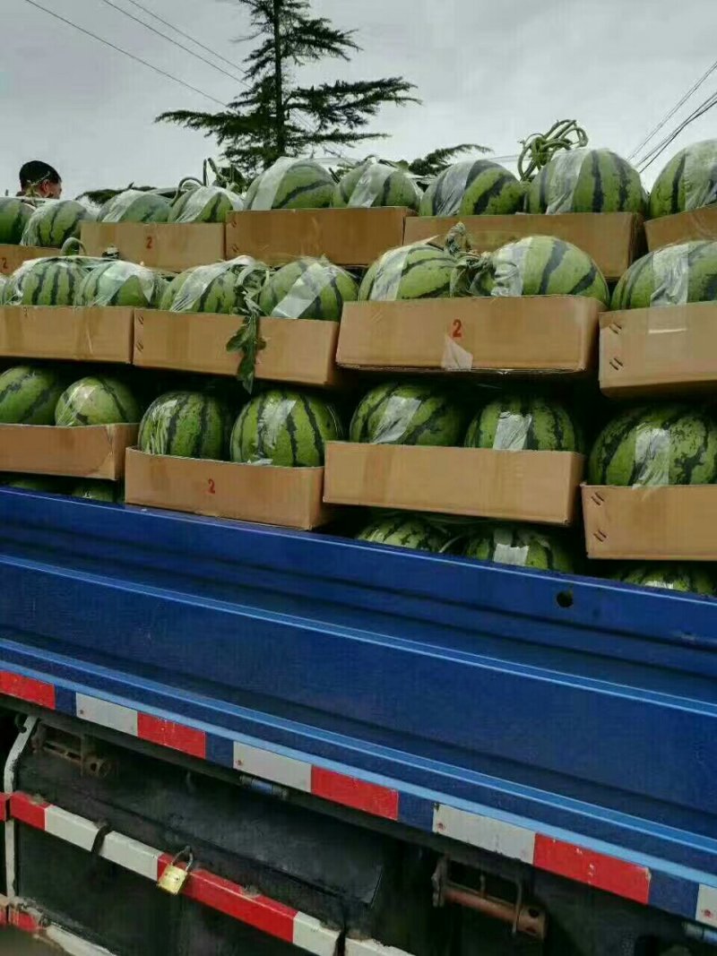 山东西瓜产地价格行情大棚西瓜皮毛好舒度好随到随