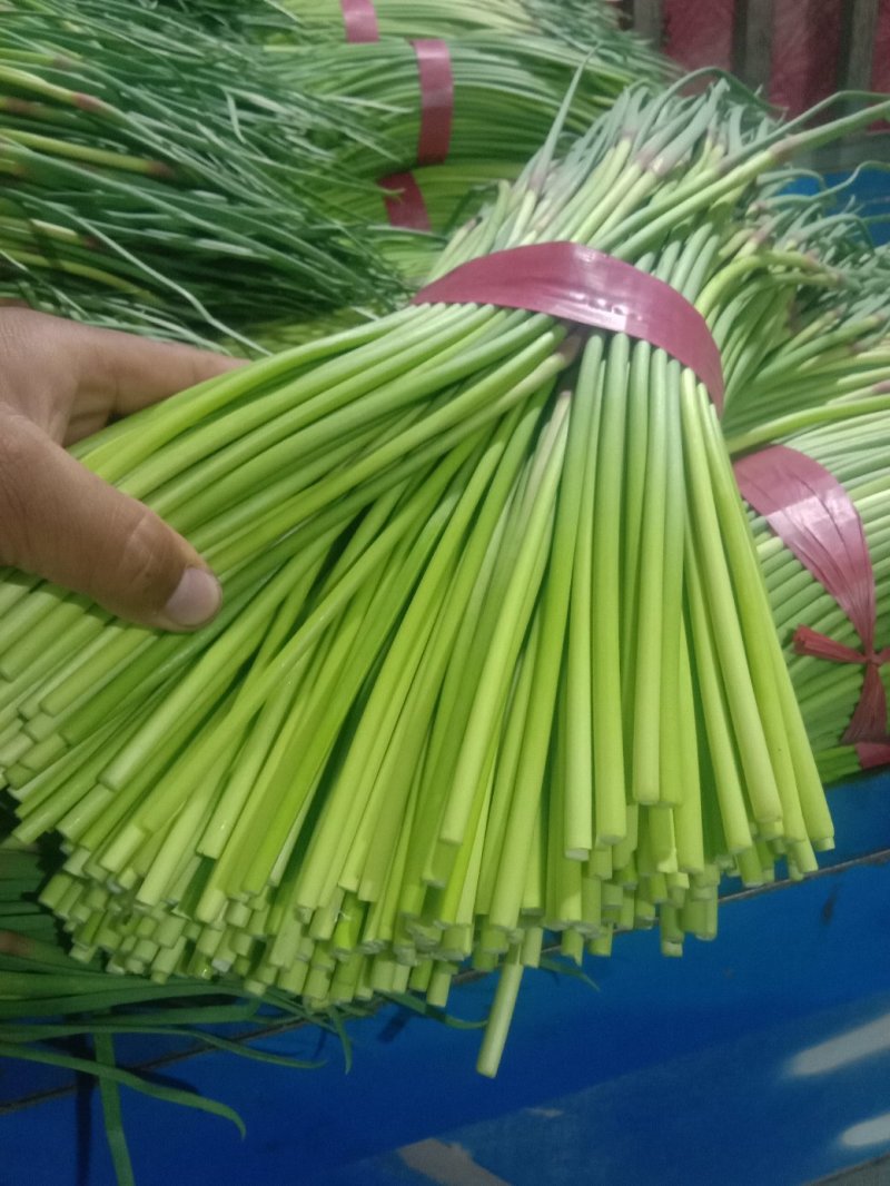 蒜薹！蒜薹蒜薹杂交蒜薹！红帽钉扎薹条绿无黄斑