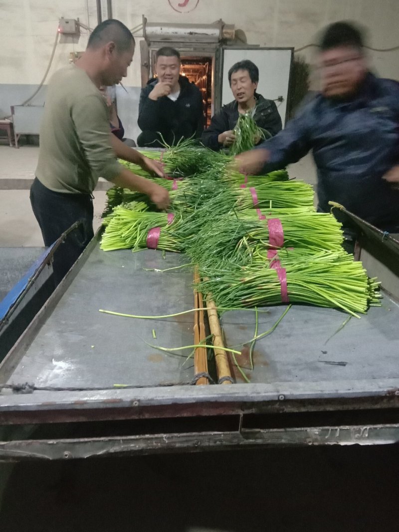 蒜薹！蒜薹蒜薹杂交蒜薹！红帽钉扎薹条绿无黄斑
