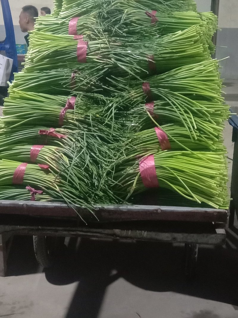 蒜薹！蒜薹蒜薹杂交蒜薹！红帽钉扎薹条绿无黄斑