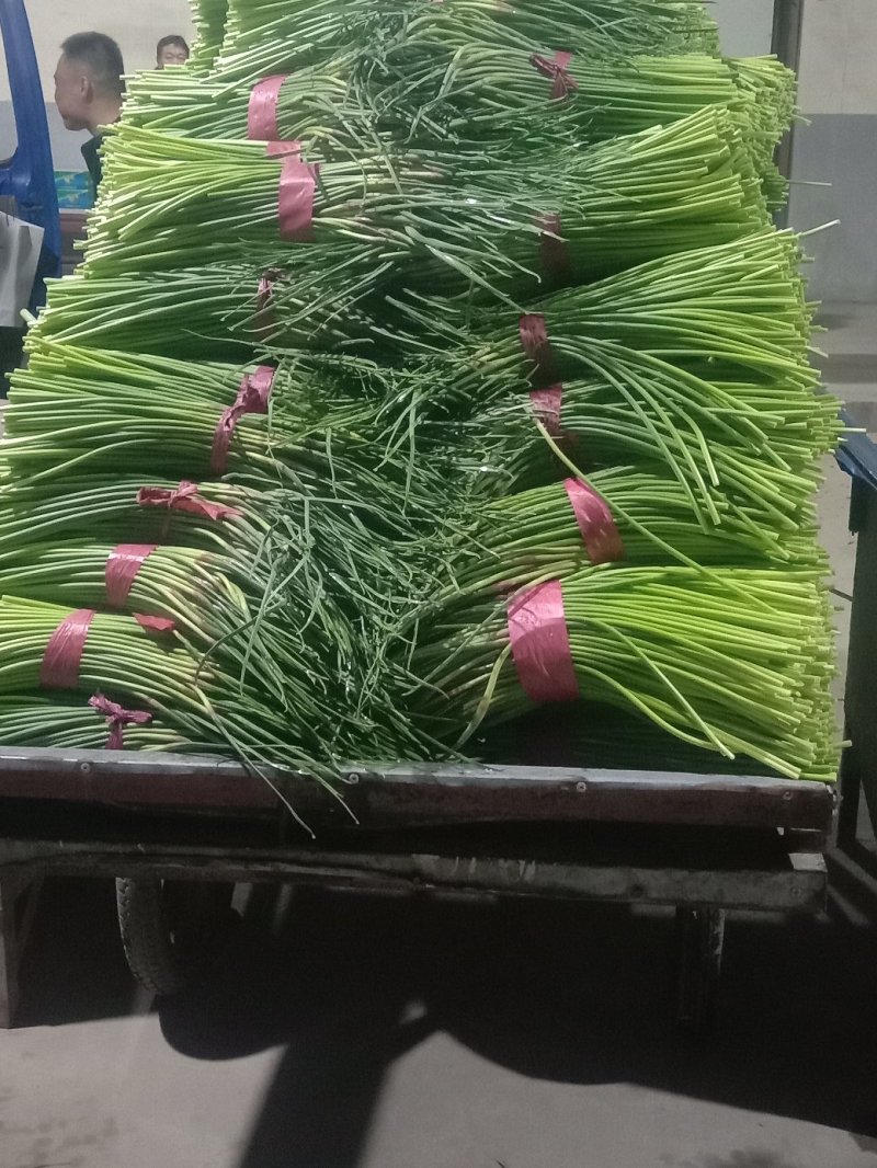 蒜薹！蒜薹蒜薹杂交蒜薹！红帽钉扎薹条绿无黄斑
