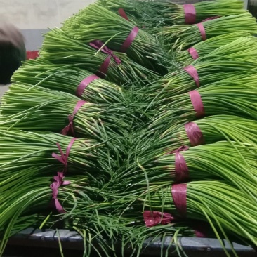 蒜薹！蒜薹蒜薹杂交蒜薹！红帽钉扎薹条绿无黄斑