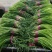蒜薹！蒜薹蒜薹杂交蒜薹！红帽钉扎薹条绿无黄斑