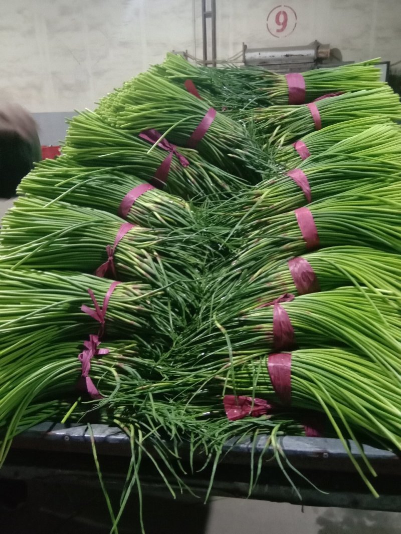 蒜薹！蒜薹蒜薹杂交蒜薹！红帽钉扎薹条绿无黄斑