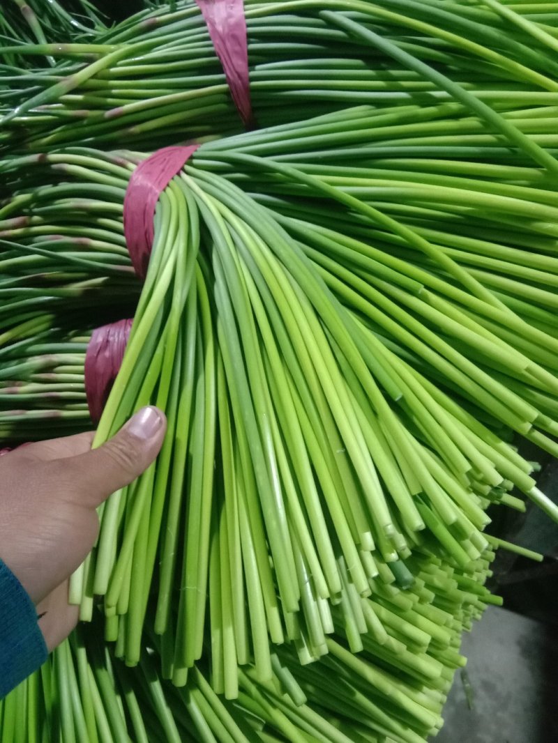 蒜薹！蒜薹蒜薹杂交蒜薹！红帽钉扎薹条绿无黄斑