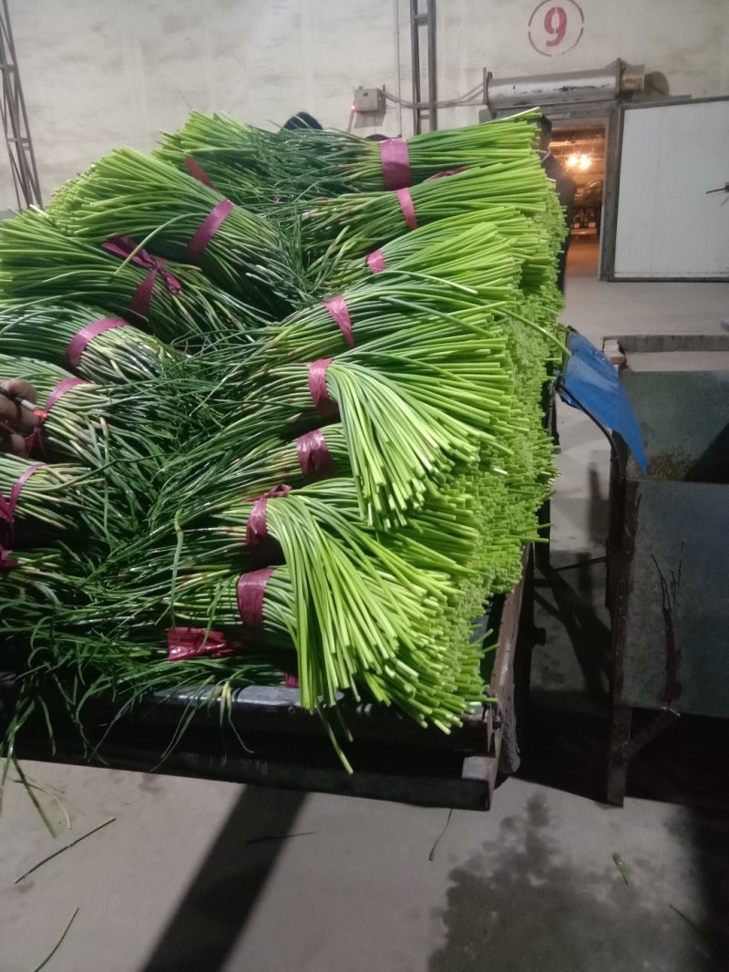 蒜薹！蒜薹蒜薹杂交蒜薹！红帽钉扎薹条绿无黄斑