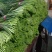 蒜薹！蒜薹蒜薹杂交蒜薹！红帽钉扎薹条绿无黄斑