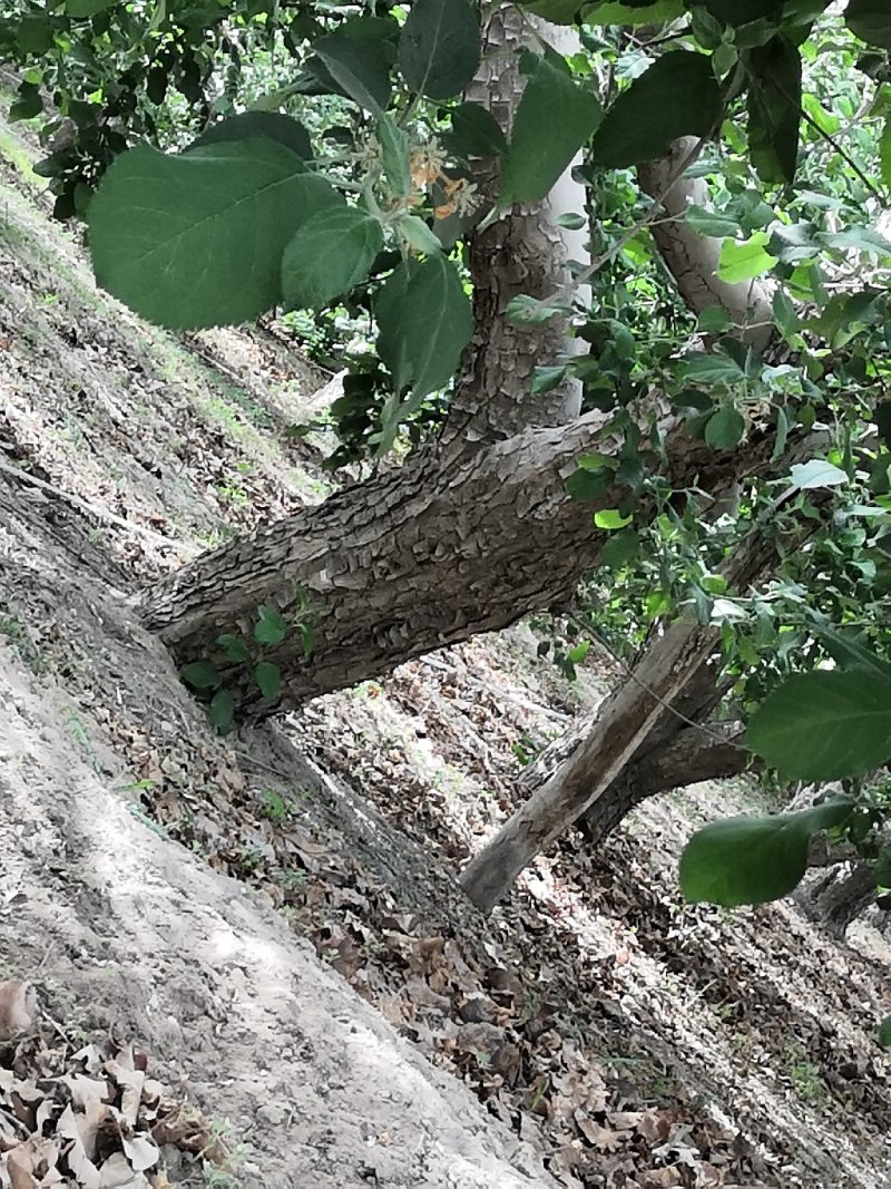 出租新疆阿克苏冰糖心苹果园