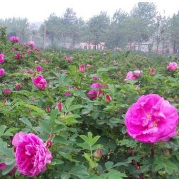 两年四季玫瑰苗食用精油玫瑰绿化药用景观工程紫枝玫瑰耐寒耐