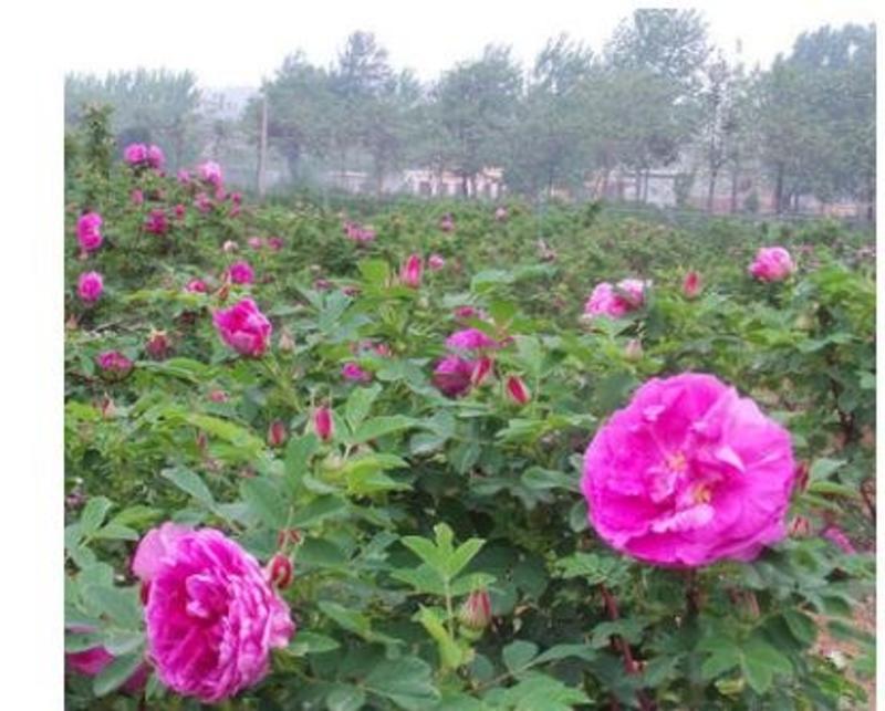 两年四季玫瑰苗食用精油玫瑰绿化药用景观工程紫枝玫瑰耐寒耐