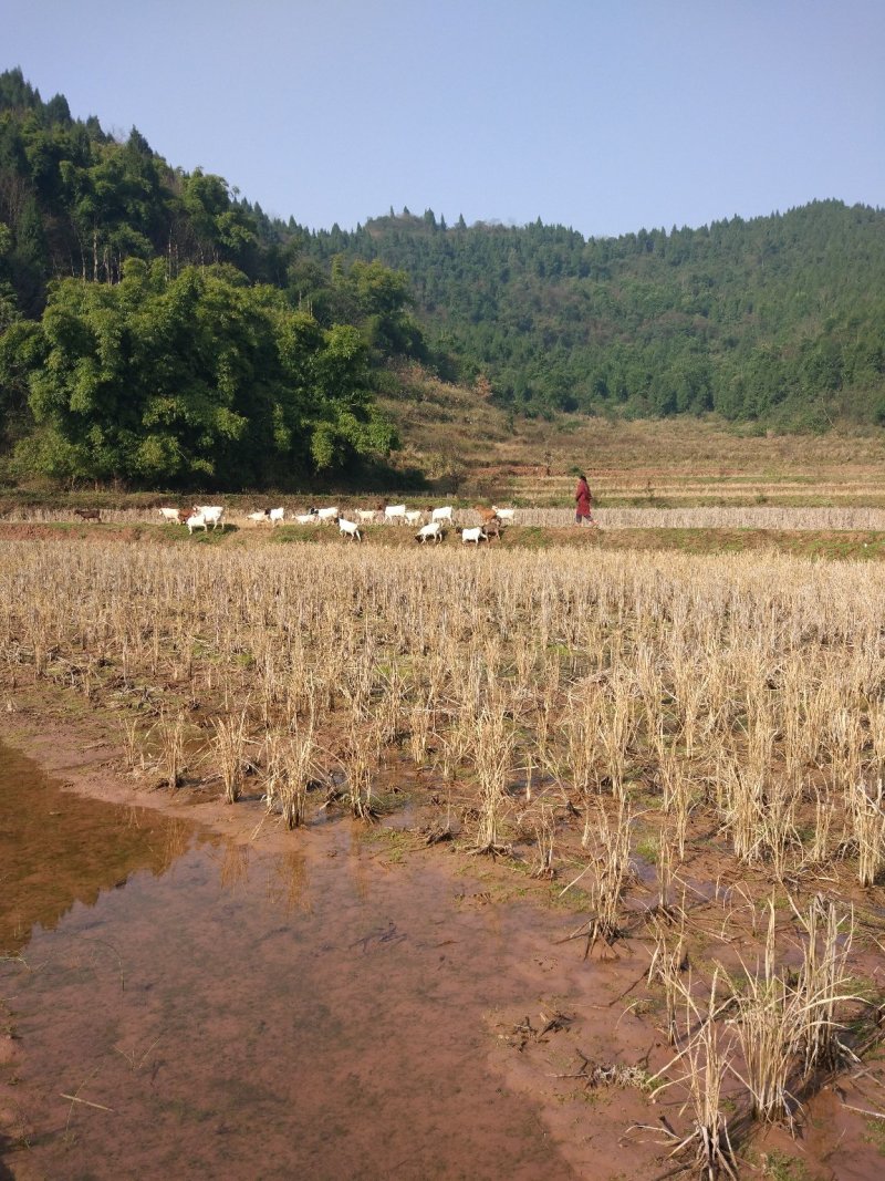 出售放养土公羊烤全羊种羊