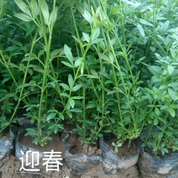 迎春